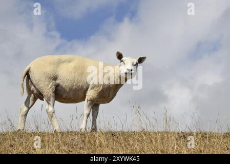 Texel, Niederlande. August 2022. Ein Schaf auf dem Deich auf der Insel Texel Stockfoto