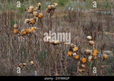 Cardoon Cynara cardunculus L. getrocknet im Spätsommer während regnerischer Tage und bietet eine schöne Stillleben Landschaft, Lorcha, Spanien Stockfoto