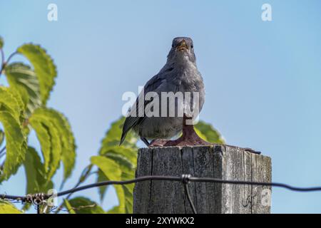 Der Grauwels (Dumetella carolinensis) am Zaun Stockfoto