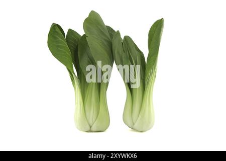 Bok Choy, auch bekannt als pak Choi oder Pok Choi Art von Chinakohl isoliert auf weißem Hintergrund Stockfoto