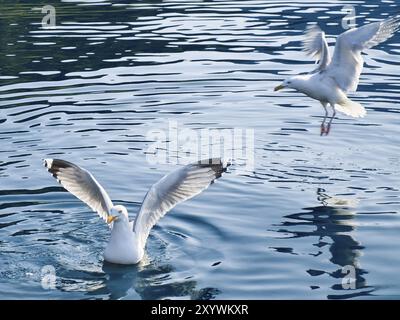 Möwen im kristallklaren Wasser des norwegischen Fjords. Wassertropfen welken bei der dynamischen Bewegung des Seevögels. Tierfoto aus Skandinavi Stockfoto