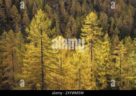 Gelbe Lärchen an den Hängen des Dachsteingebirges. Herbst. Salzkammergut, Oberösterreich, Österreich, Europa Stockfoto