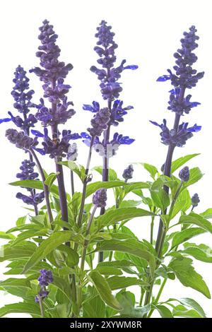 Salbei oder Waldsalbei (Salvia nemorosa) Stockfoto