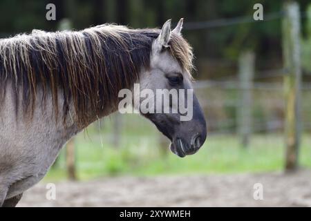 Exmoor Pony auf einer Wiese Stockfoto