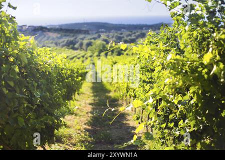 Reihe der schöne Traube Yard vor Sonnenuntergang mit Blick auf die Berge. Nahaufnahme Stockfoto