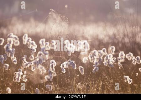 Bettgras und Spinnennetz im Morgensonnenlicht Stockfoto