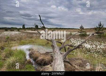 Alter Baumstamm im Sumpf an bewölktem Tag Stockfoto