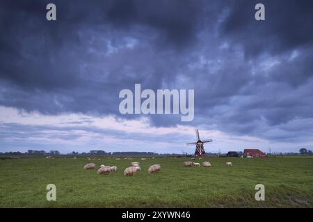 Schafe auf Weide und Windmühle, Niederlande Stockfoto