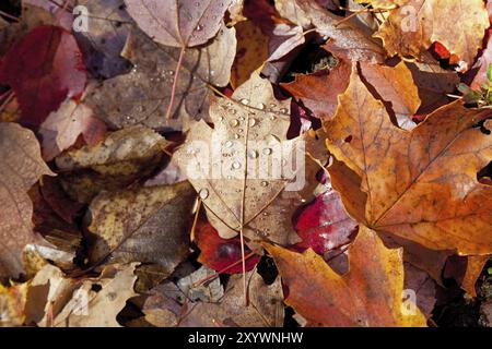 Herbstblattfärbung in Kanada Stockfoto