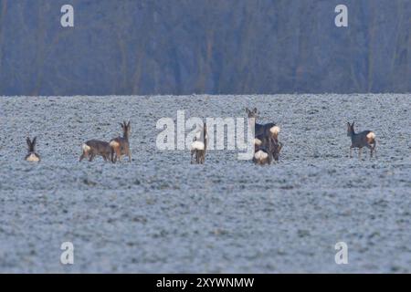 Hirsche auf der Flucht im Winter. Rotwild-Herde im Winter auf einem Schneefeld Stockfoto