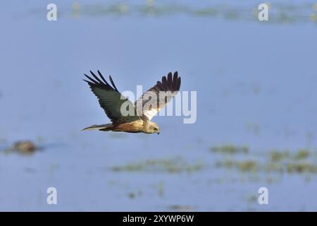 Männlicher Western Sumpf harrier im Flug. Männlicher westlicher Sumpf harrier im Flug Stockfoto