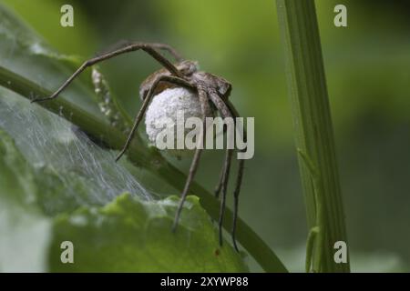 Mit Eierkokons Stockfoto