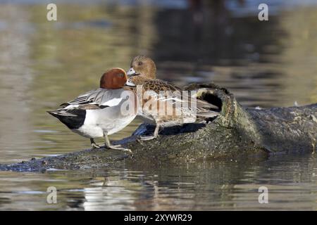 Eurasische Witwe, Paar, Anas penelope, Eurasische Witwe? Koppeln Stockfoto