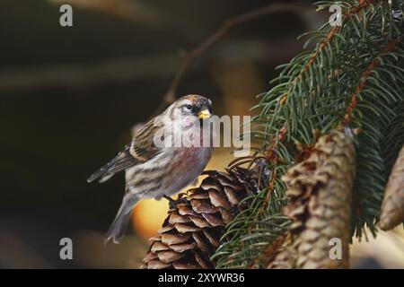 Redpoll, Carduelis flammea, syn. Acanthis Flammea, häufiges Rotpoll Stockfoto