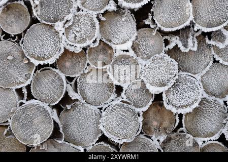 Baumstämme, gestapelte Fichten (Picea abies), Schnittflächen mit Raureif, Naturpark Arnsberger Wald, Nordrhein-Westfalen, Deutschland, Europa Stockfoto