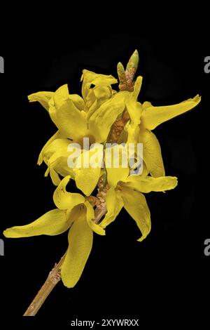 Nahaufnahme gelber Forsythienblüten vor schwarzem Hintergrund Stockfoto