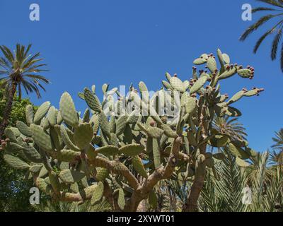 Ein großer Kaktuskaktus unter einem hellblauen Himmel, palermo, sizilien, mittelmeer, italien Stockfoto