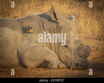 Nashörner (Ceratotherium simum) mit abgesägtem Horn und Oxspechtstern (Buphagus) auf dem Kopf, Porträt, Anti-Wilderei, Balule Plains, Stockfoto