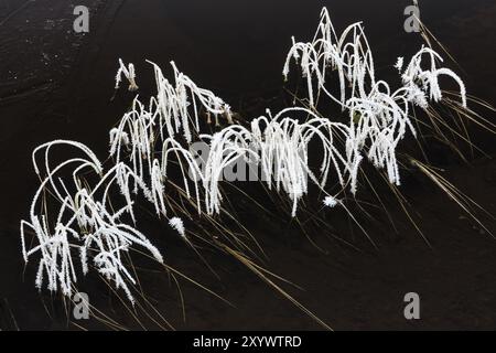 Reimbedeckte Schilfstiele, Norrbotten, Lappland, Schweden, Oktober 2016, Europa Stockfoto