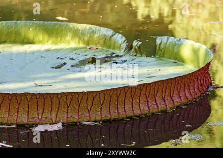 Detail der Textur, Clolors und Form der Victoria Amazonica auf einem See Stockfoto