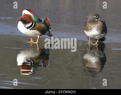 Ein Paar Madarinenten am Schlachtensee Stockfoto