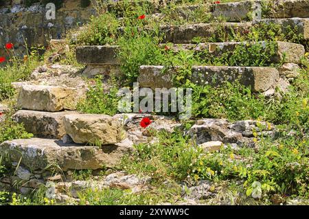 Klatschmohn vor Mauer, Maismohn vor der Mauer 07 Stockfoto