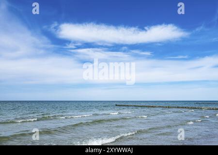 Strauchchen an der Ostseeküste bei Ahrenshoop Stockfoto