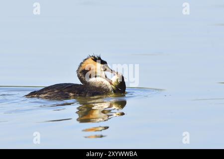 Großkäppchen mit Karpfen, Großkäppchen mit Karpfen, Podiceps cristatus, Grebe, Europa, Europa, Deutschland, Deutschland, Europa Stockfoto