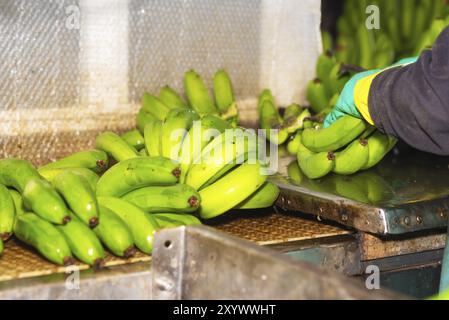 Bediener, der Bananenbündel in einer Verpackungsanlage schneidet Stockfoto