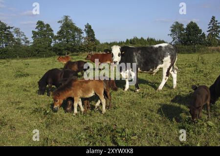 Gemischte Rinderherde Stockfoto