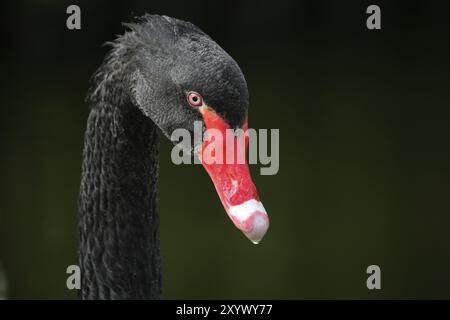 Porträt von einem schwarzen Schwan Stockfoto