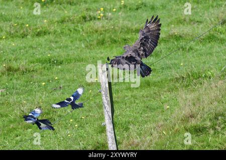 Eurasischer Bussard und gemeine Elster. Eurasische Elster und gemeiner Bussard Stockfoto