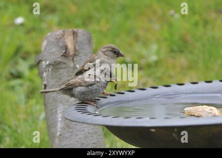 Haussperling Fütterung Stockfoto