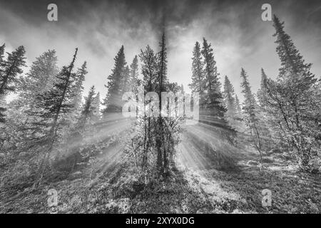 Sonnenstrahlen, die durch Bäume fallen, Dundret Nature Reserve, Gaellivare, Norrbotten, Lappland, Schweden, August 2012, Europa Stockfoto