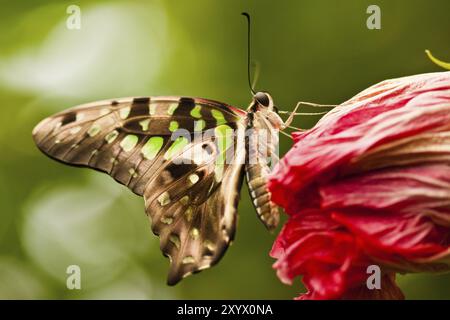 Curved jay (Graphium agamemnon) Stockfoto