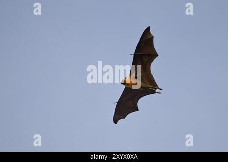 Seychellen-Obstfledermaus, Pteropus seychellensis, Seychellen-Obstfledermaus Stockfoto