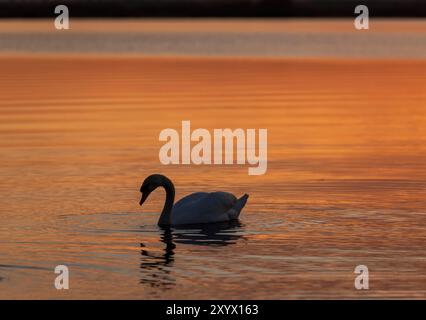 Erwachsene weiße Schwäne schwimmen auf dem See bei Sonnenuntergang, Sonnenuntergang auf dem See mit der Reflexion des Himmels und Schwäne im Fluss Stockfoto