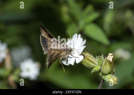 Fliegende Motte auf einer kleinen weißen Blume vor einem dunkelgrünen unscharfen Hintergrund Stockfoto