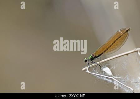 Kupferne Demoiselle, die auf einem Zweig vor einem unscharfen braunen Hintergrund mit Textraum sitzt Stockfoto