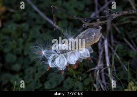 Gewöhnliches Milchgras, bekannt als Schmetterlingsblume, Seidengras, Schwalbenwürze und Virginia-Seidengras, ist eine Art blühender Pflanze Stockfoto