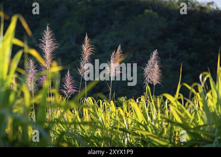 Blumen von Zuckerrohrbäumen und grünen Blättern auf Reunion Island Stockfoto