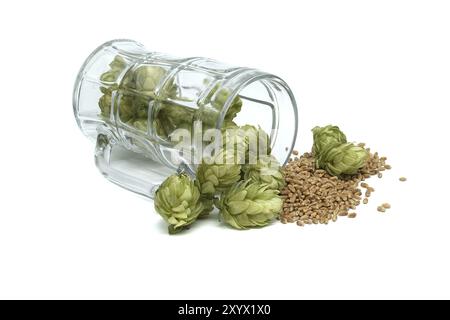 Hopfenzapfen und Weizenkörner in einem Glasbecher, isoliert auf weißem Hintergrund. Komponenten der Bierproduktion Stockfoto