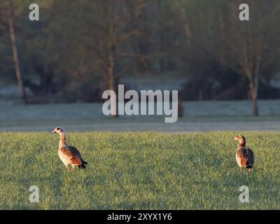 Zwei Nilgänse sitzen auf einem Feld Stockfoto