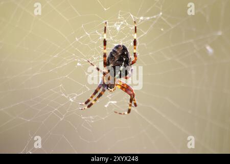 Braune Gartenkreuzspinne im Netz Stockfoto