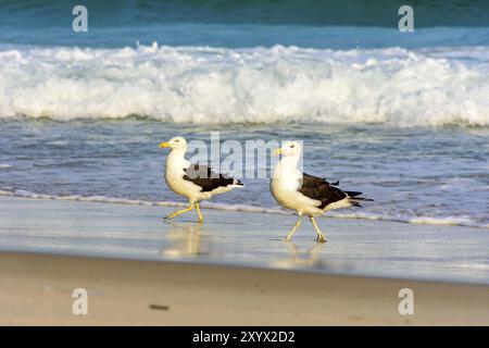 Möwe Spaziergänge zwischen dem Meer und den Sand am Strand Stockfoto