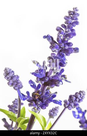 Salbei oder Waldsalbei (Salvia nemorosa) Stockfoto