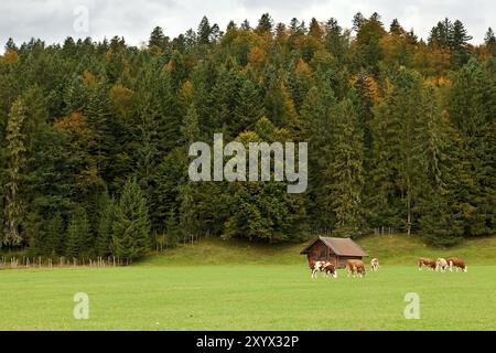 Wenige Almkühe auf grüner Weide im Herbst Stockfoto