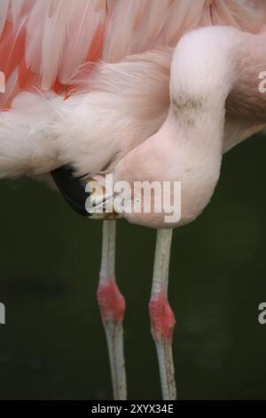 Grazile Vogel in Pink Stockfoto