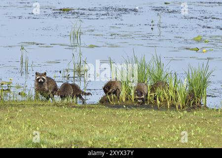 Procyon lotor Stockfoto