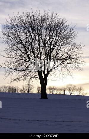 Baumsilhouette im Schnee Stockfoto